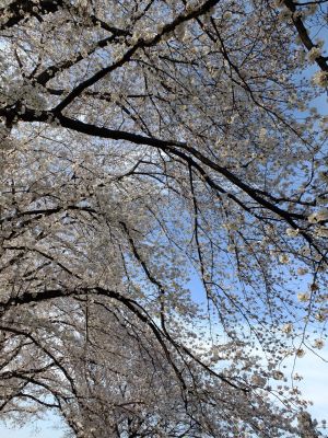 八幡山公園（染井吉野）
