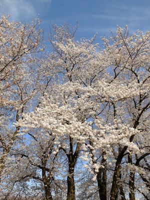 八幡山公園（染井吉野）
