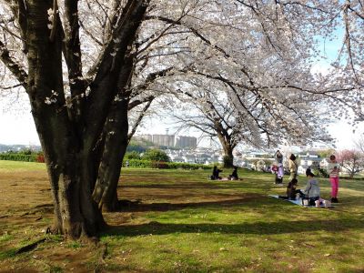 八幡山公園（染井吉野）
