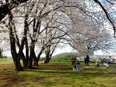 八幡山公園（染井吉野）
