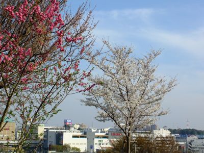 八幡山公園（染井吉野）
