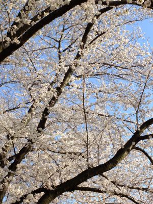 八幡山公園（染井吉野）

