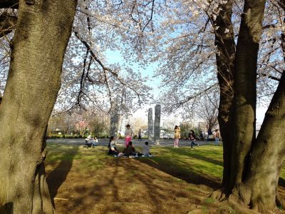 八幡山公園（染井吉野）
