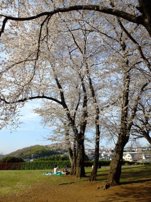 八幡山公園（染井吉野）
