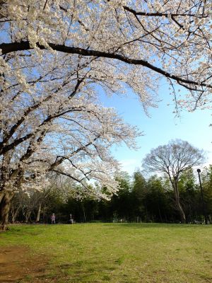 八幡山公園（染井吉野）
