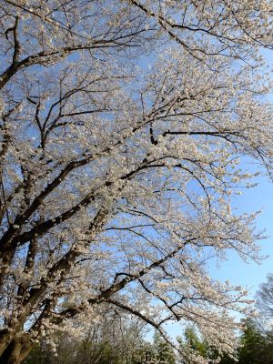 八幡山公園（染井吉野）
