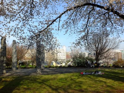 八幡山公園（染井吉野）
