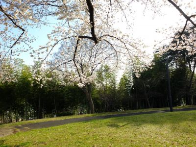 八幡山公園（染井吉野）
