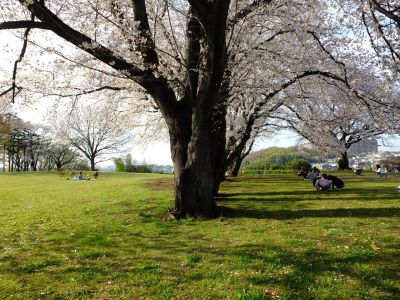 八幡山公園（染井吉野）
