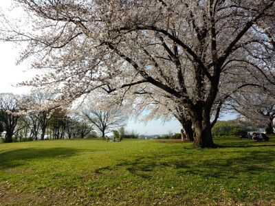 八幡山公園（染井吉野）
