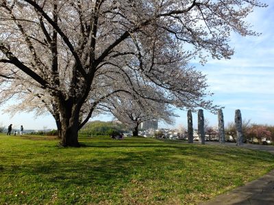 八幡山公園（染井吉野）
