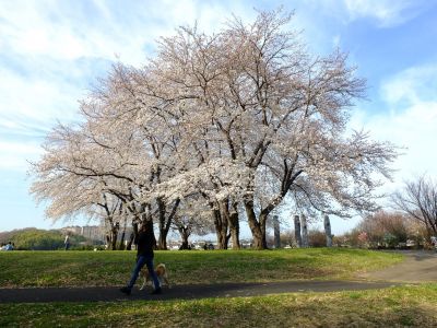 八幡山公園（染井吉野）
