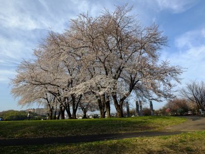 八幡山公園（染井吉野）
