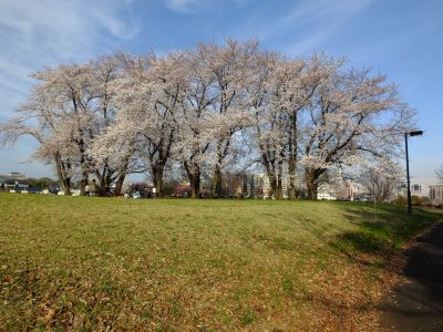 八幡山公園（染井吉野）
