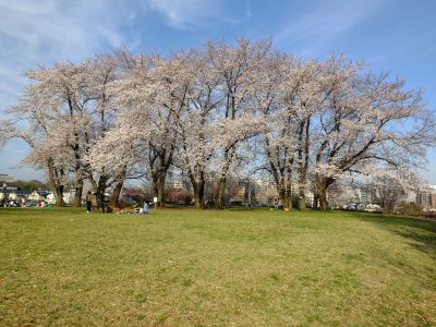 八幡山公園（染井吉野）
