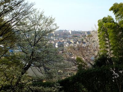 八幡山公園（大島桜）
