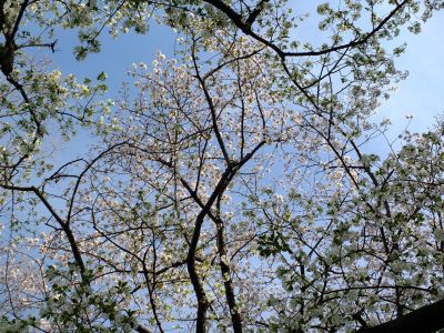 八幡山公園（大島桜）
