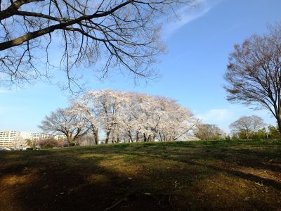 八幡山公園（染井吉野）
