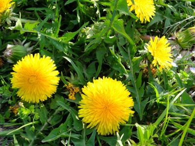 荏田東町（たんぽぽ）
