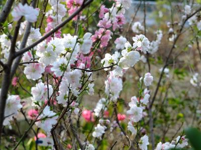 荏田東町（花桃）
