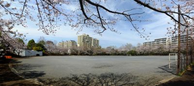 神無公園（染井吉野）
