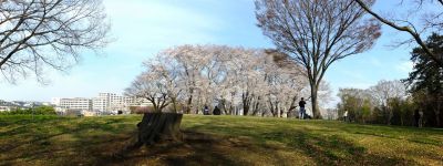 八幡山公園（染井吉野）
