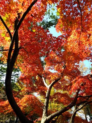 ささぶねの道（渋沢橋）
