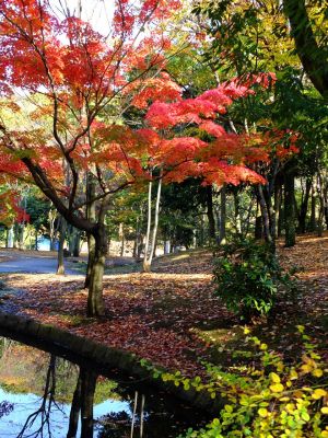 ささぶねの道（渋沢橋）
