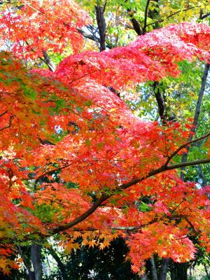 ささぶねの道（渋沢橋）
