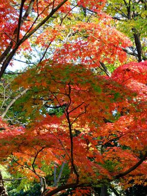 ささぶねの道（渋沢橋）
