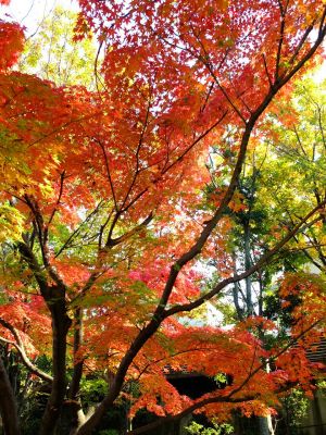ささぶねの道（渋沢橋）
