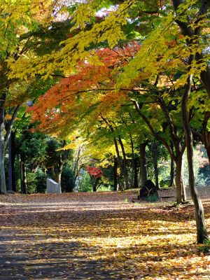 ささぶねの道（葛ケ谷公園）
