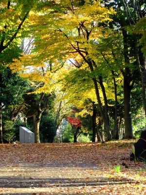 ささぶねの道（葛ケ谷公園）

