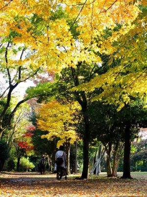 ささぶねの道（葛ケ谷公園）
