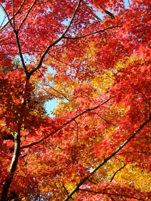 鴨池公園（まんまる広場）

