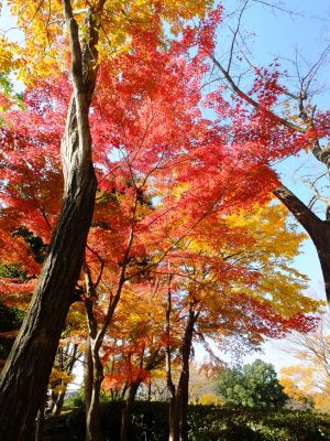 鴨池公園（まんまる広場）
