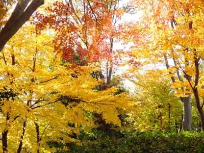 鴨池公園（まんまる広場）
