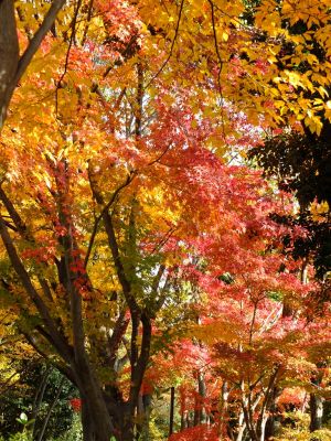 鴨池公園（まんまる広場）
