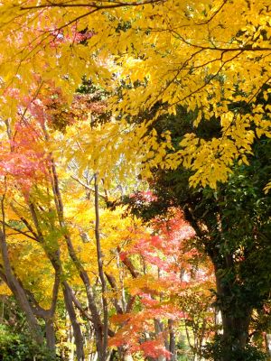 鴨池公園（まんまる広場）
