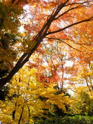 鴨池公園（まんまる広場）
