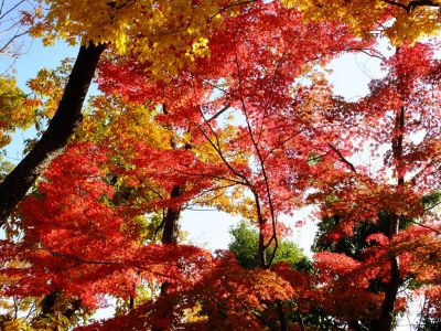 鴨池公園（まんまる広場）
