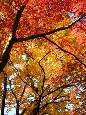 鴨池公園（まんまる広場）
