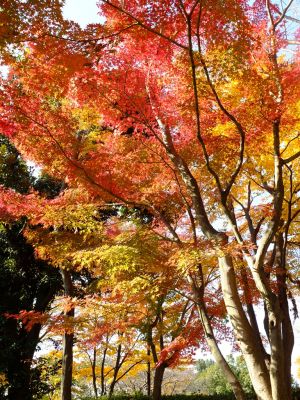 鴨池公園（まんまる広場）
