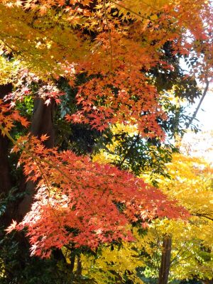 鴨池公園（まんまる広場）
