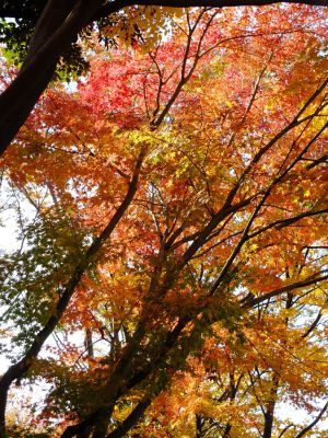 鴨池公園（まんまる広場）
