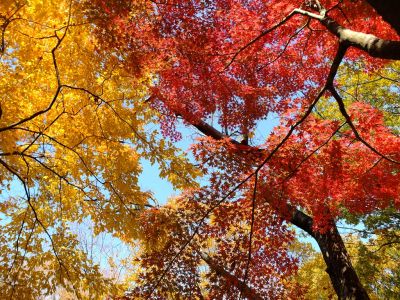 鴨池公園（まんまる広場）
