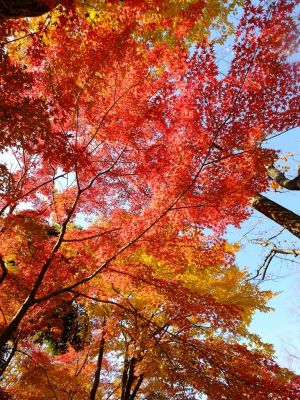 鴨池公園（まんまる広場）
