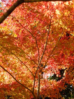 鴨池公園（まんまる広場）
