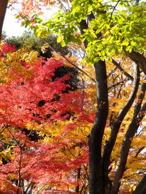 鴨池公園（まんまる広場）
