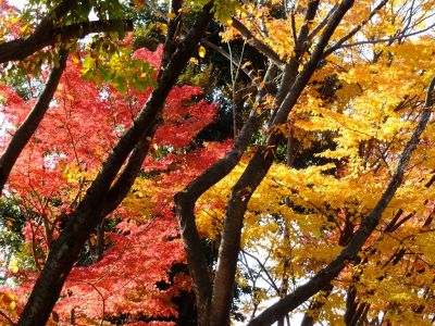 鴨池公園（まんまる広場）
